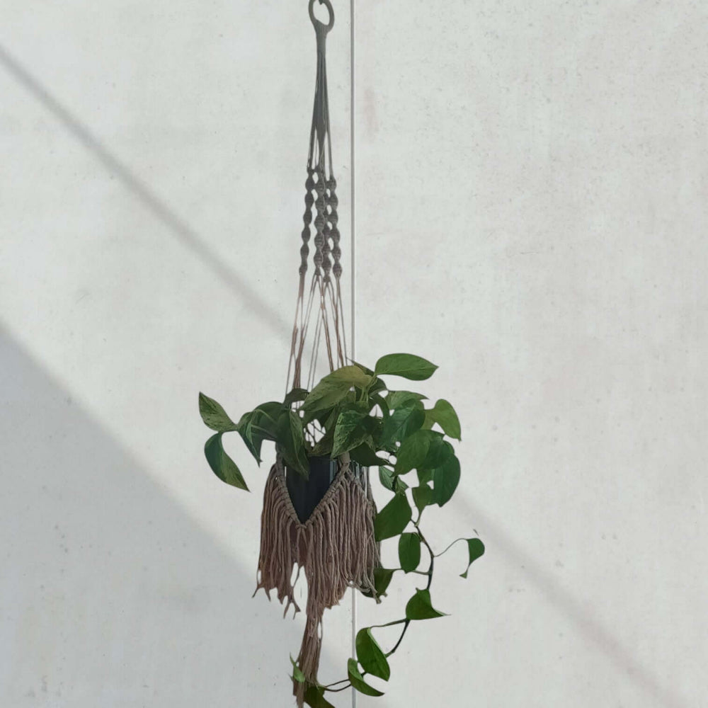 Macrame Pakket Plantenhanger "Fringe" Beige Voorbeeld van hobbygaren.nl